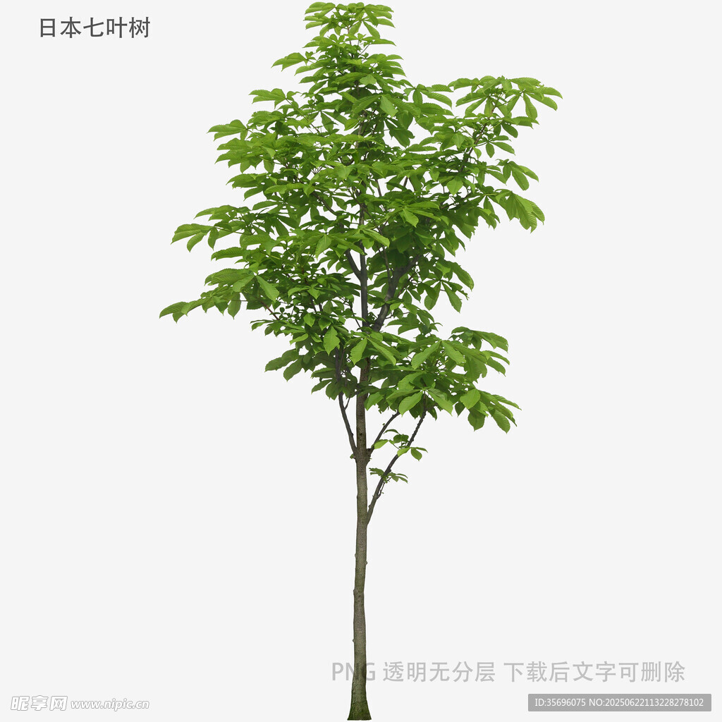 单棵绿树3D模型