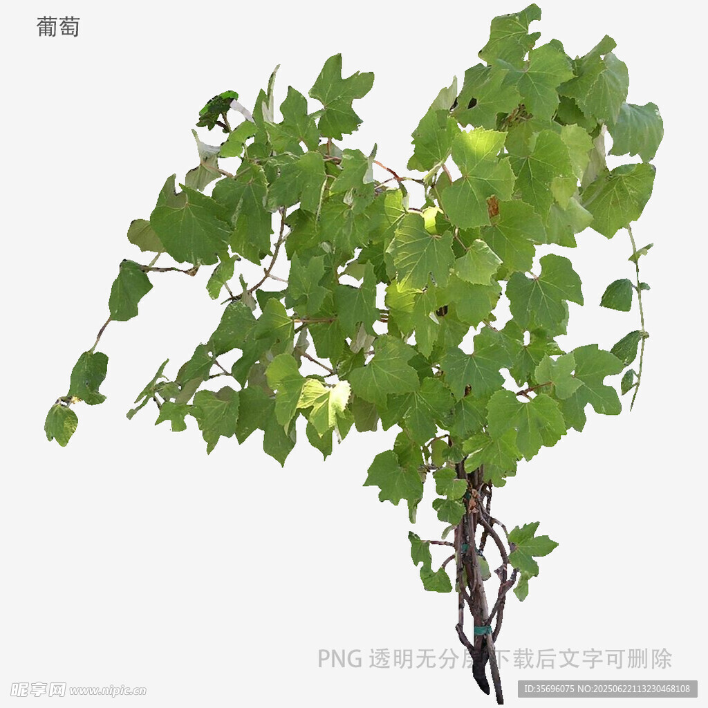 葡萄藤枝叶特写