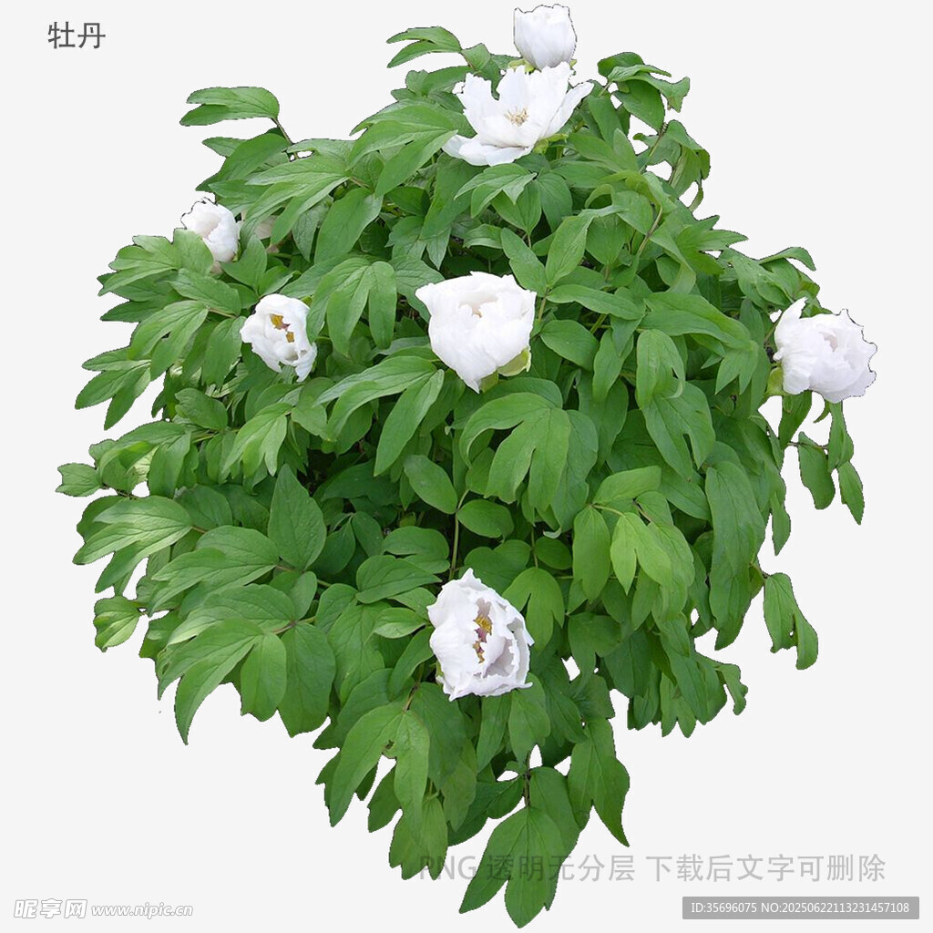 白色花朵绿植3D模型