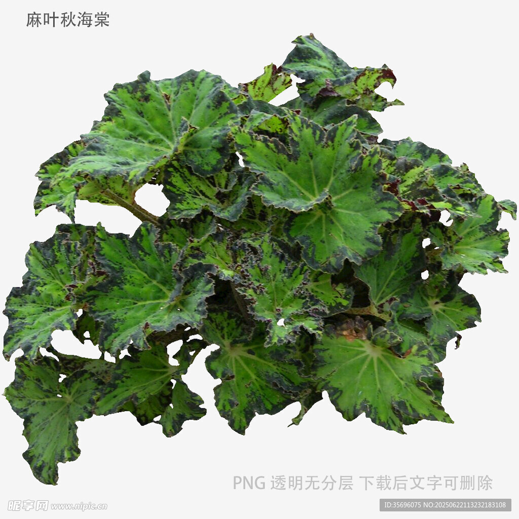 斑叶秋海棠植物特写