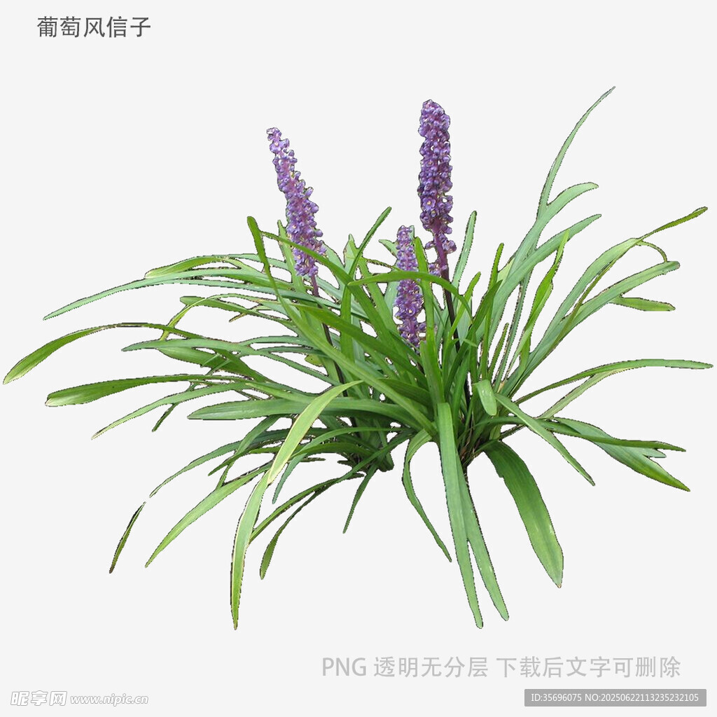 紫色麦冬草植物特写