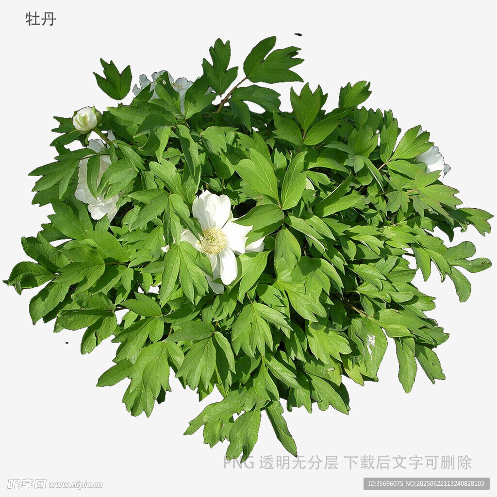 新鲜翠绿欧芹盆栽