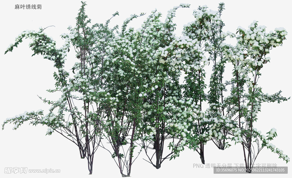 丛生绿植3D模型