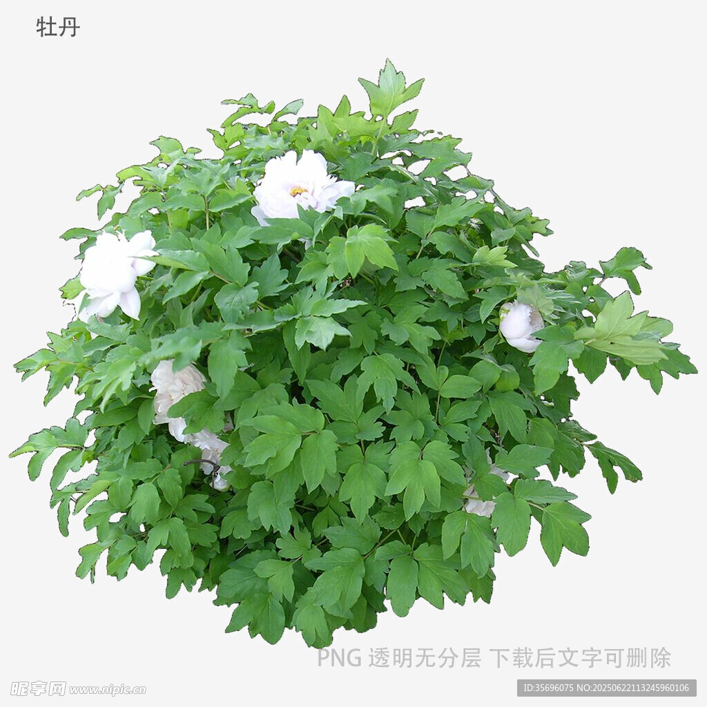 白色花朵绿植盆栽