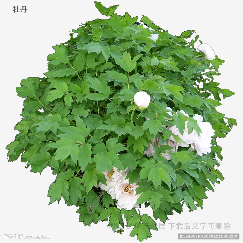 绿叶簇拥的白色牡丹花