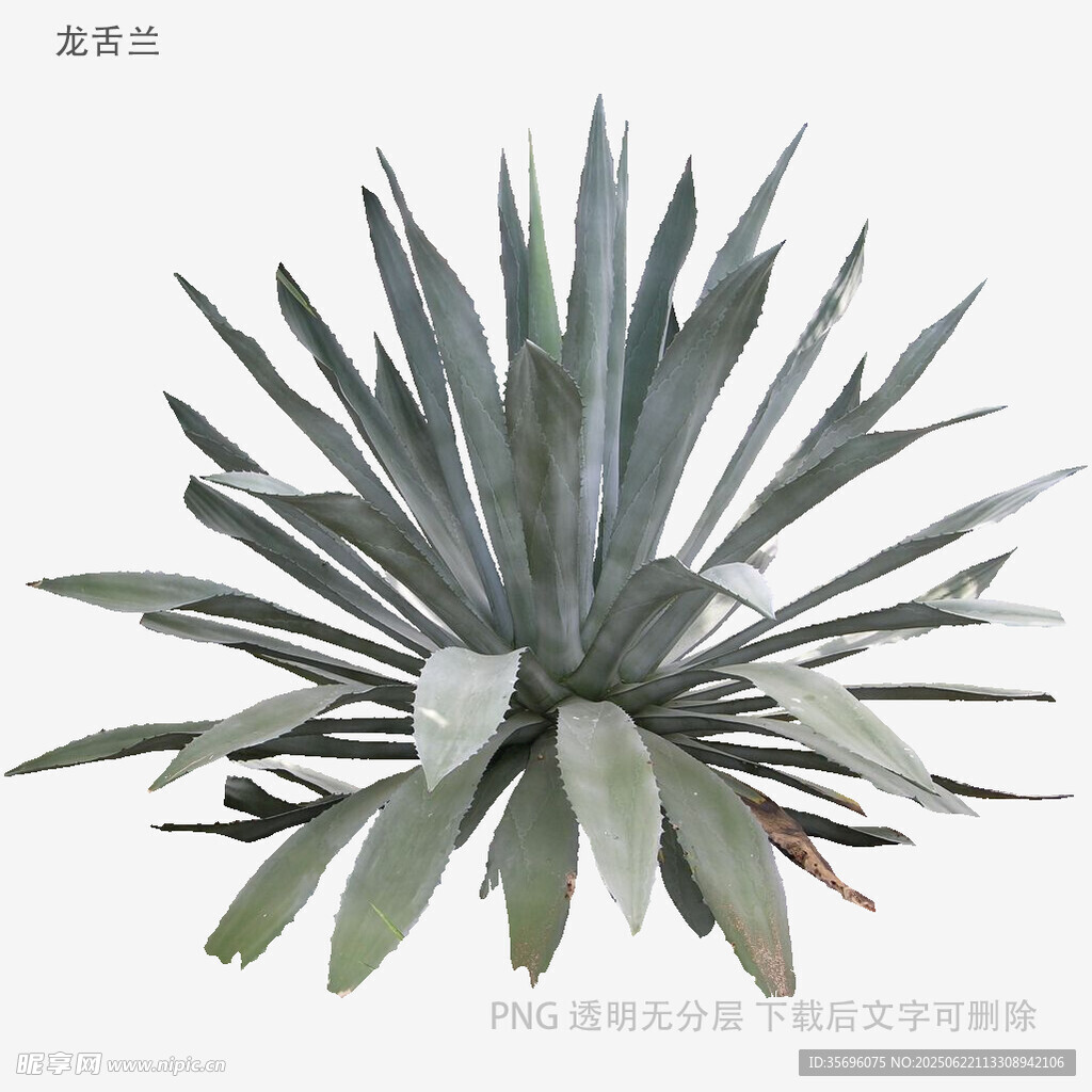 蓝绿色龙舌兰植物特写