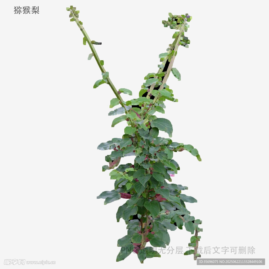 绿色藤蔓植物特写