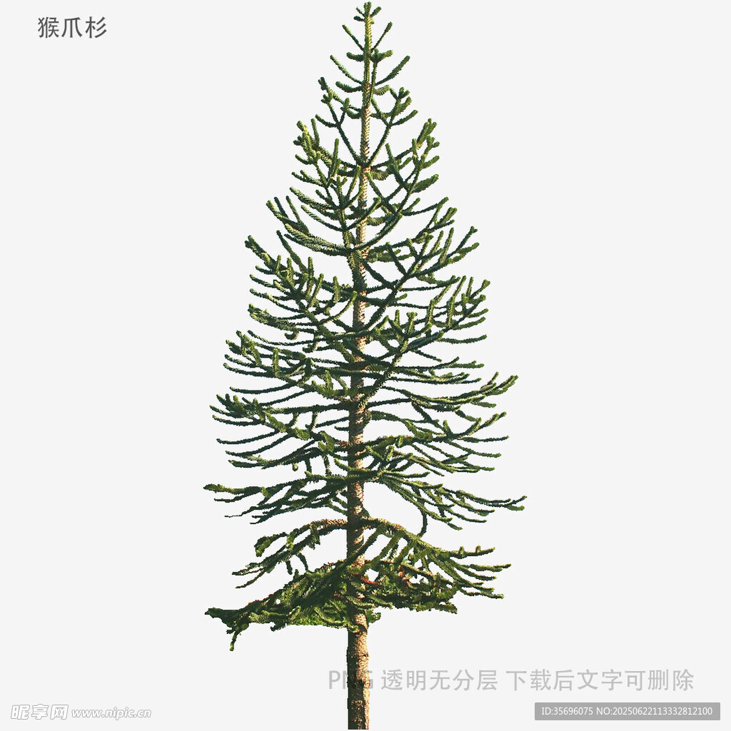 单棵挺拔的绿色松树模型