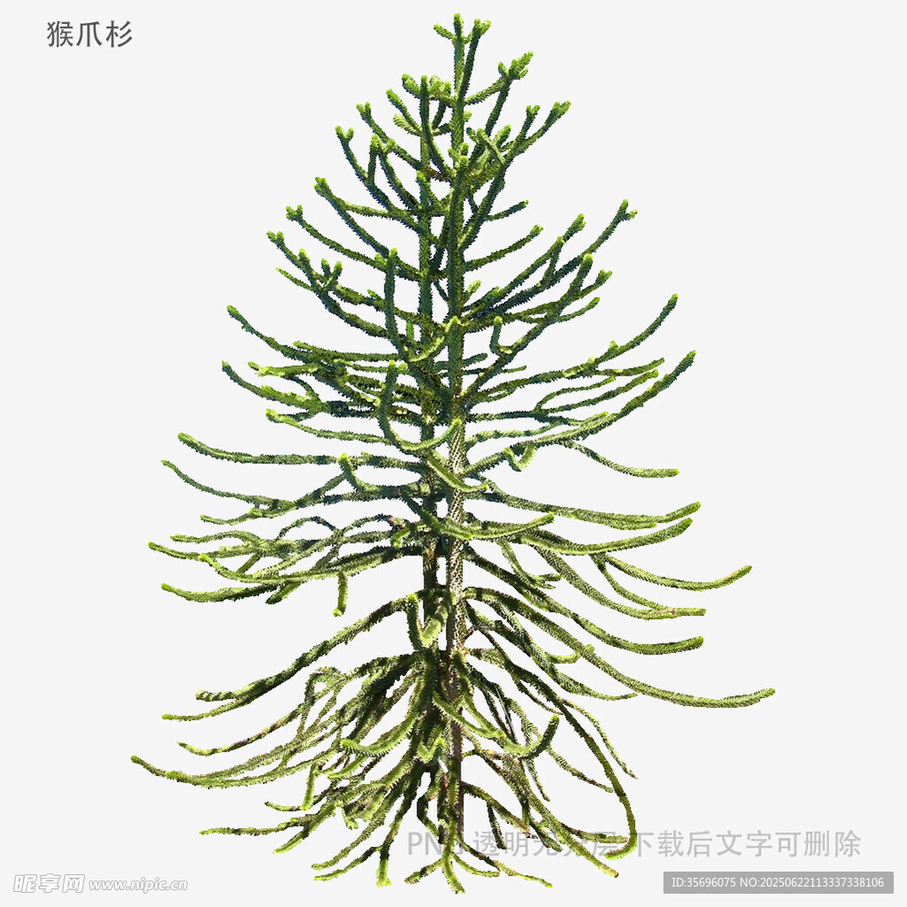翠绿挺拔的单株松树