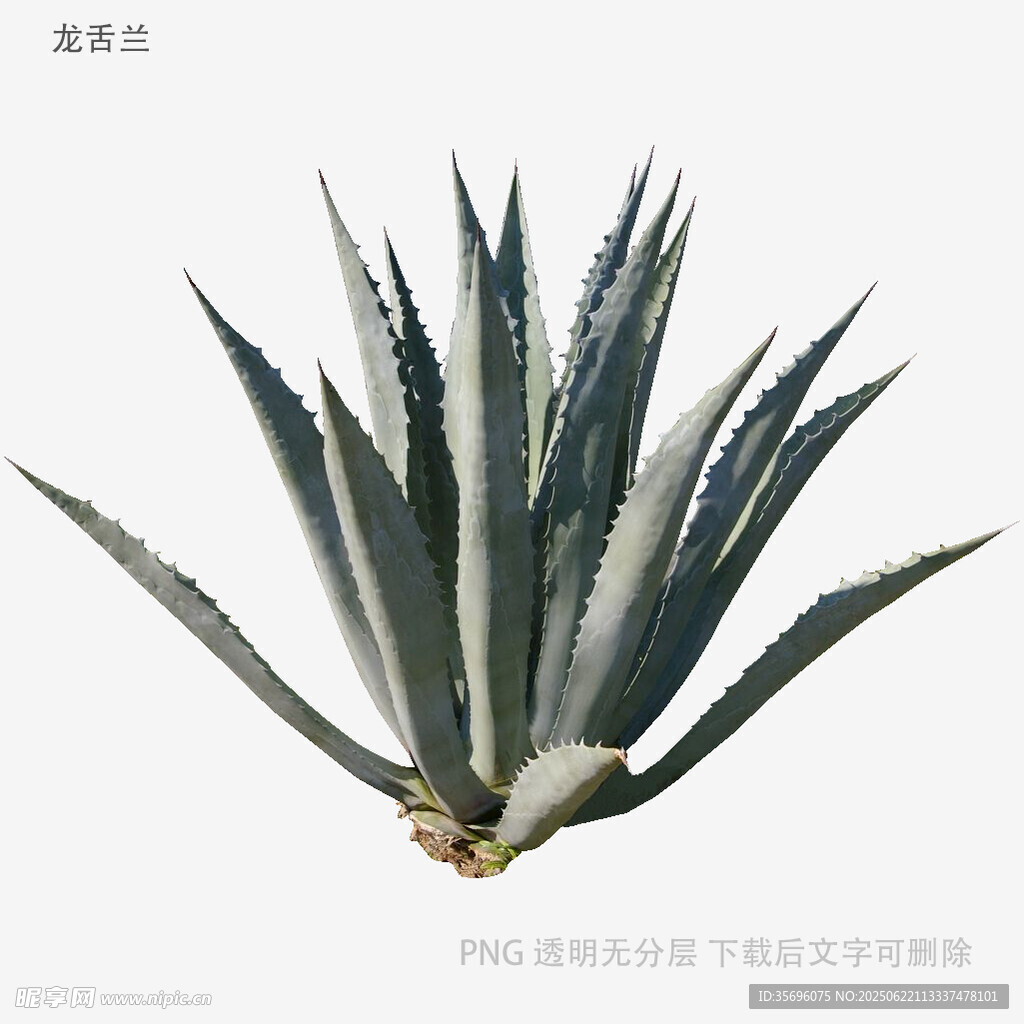 蓝绿色芦荟植物特写