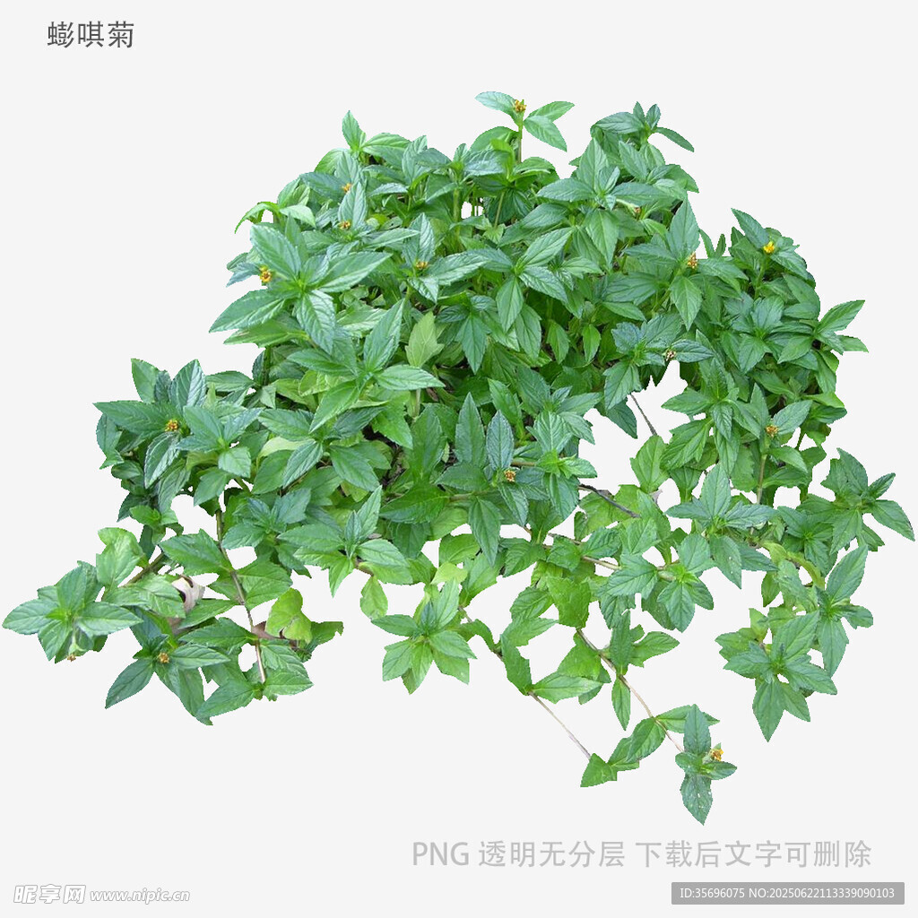 翠绿茂盛的垂吊绿植