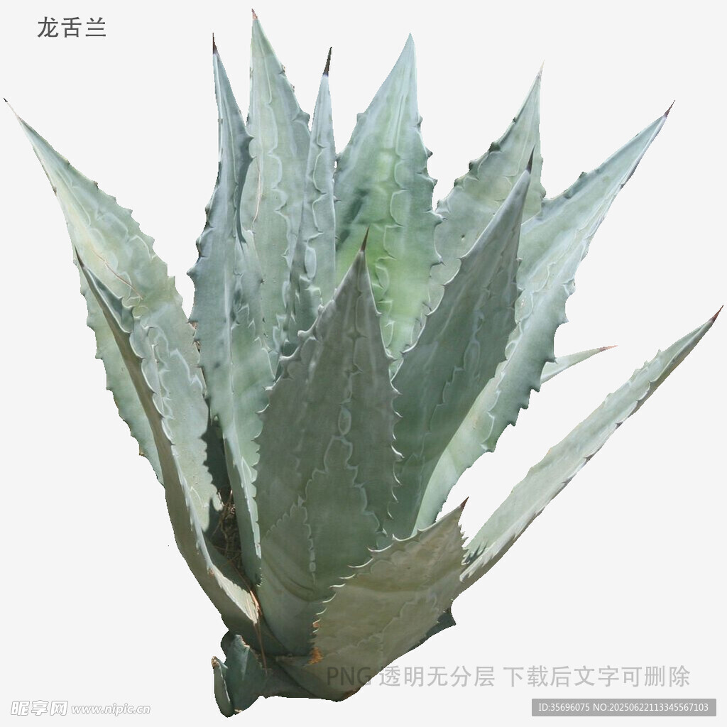 龙舌兰植物特写