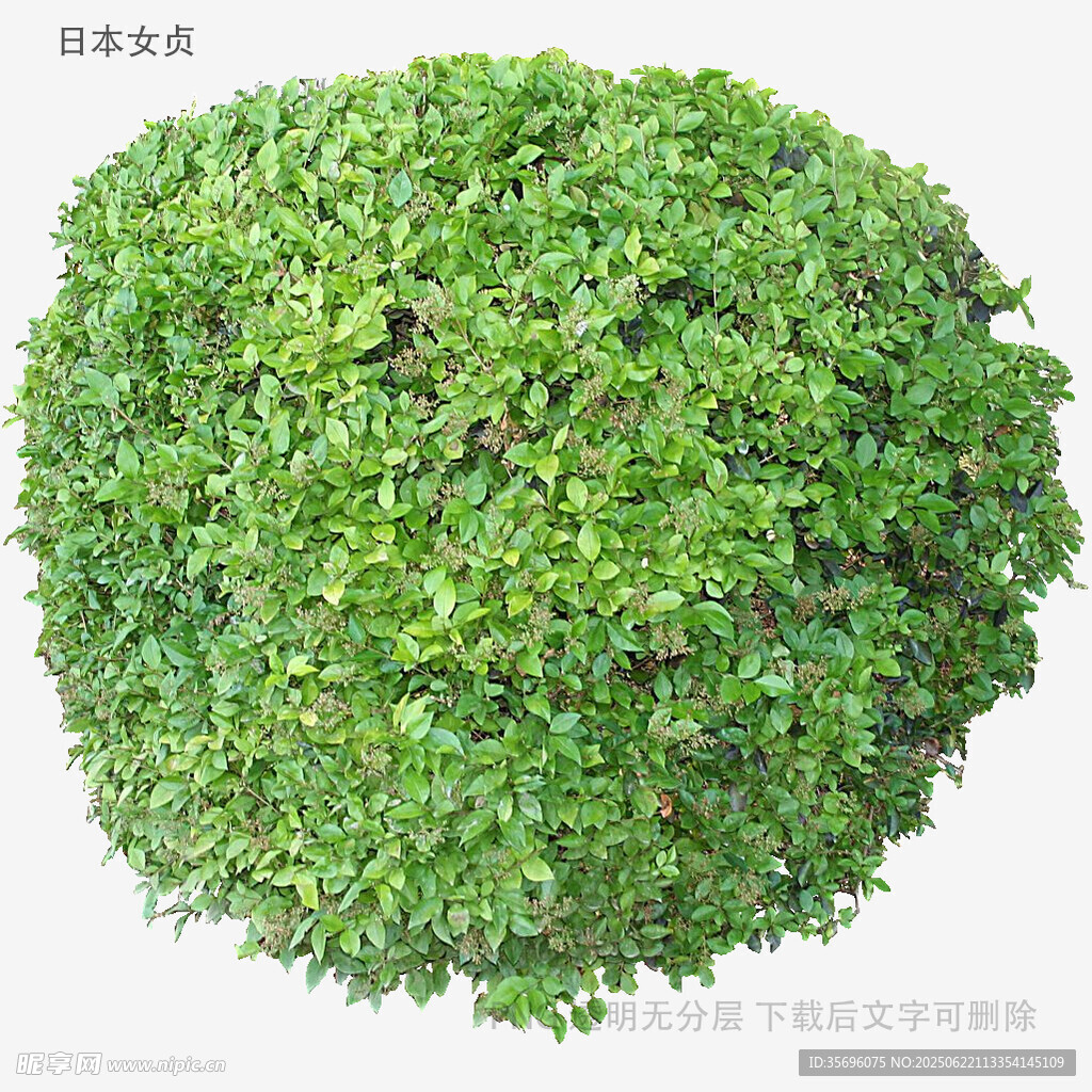 球形绿植