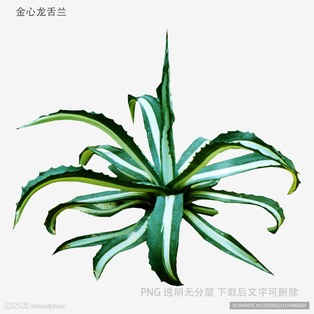 翠绿芦荟植物插画