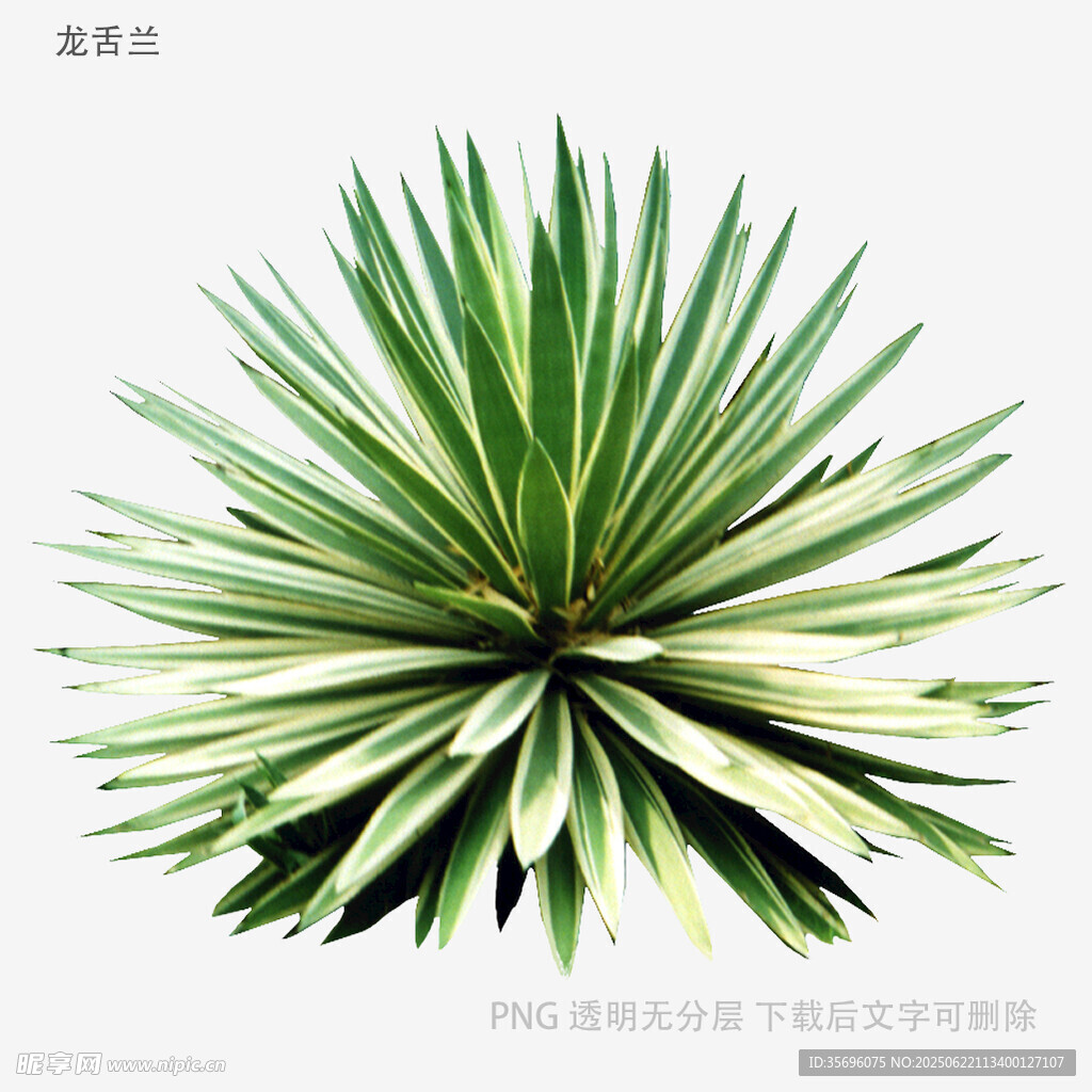 龙舌兰植物特写