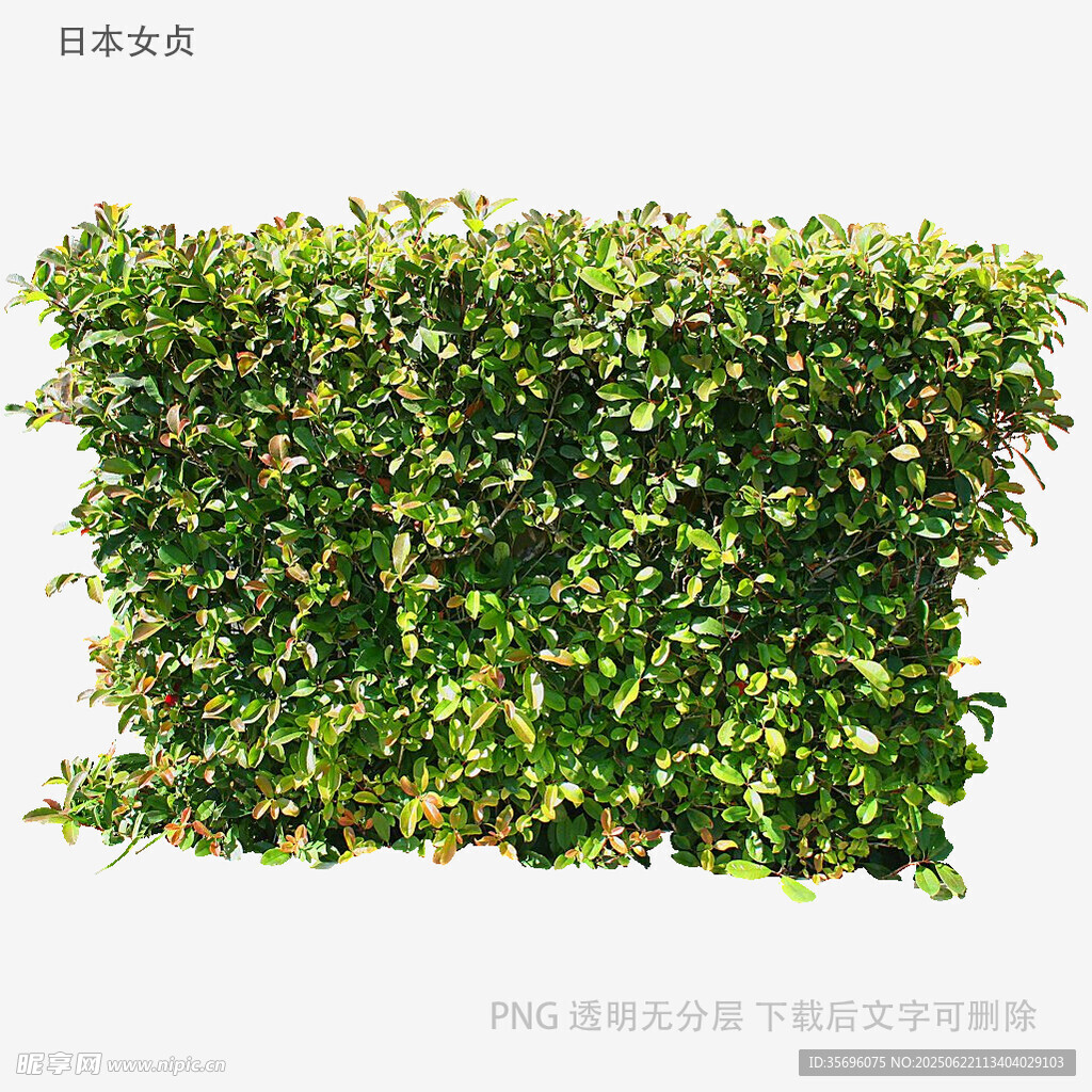 绿色茂密植物墙景观