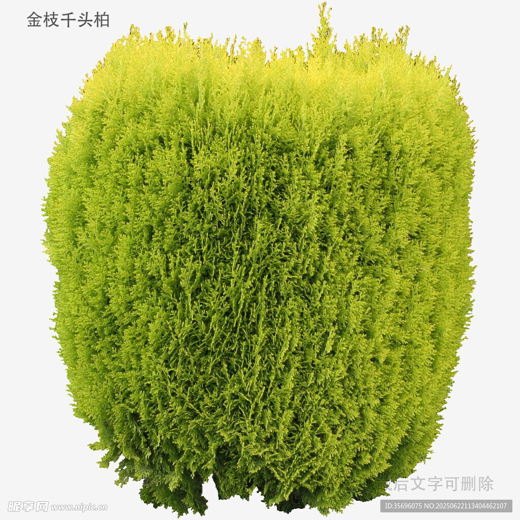 球形绿植
