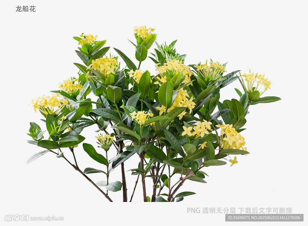 黄色花卉绿植特写