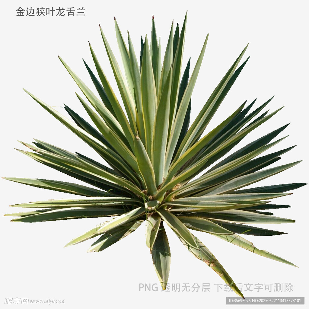龙舌兰植物特写