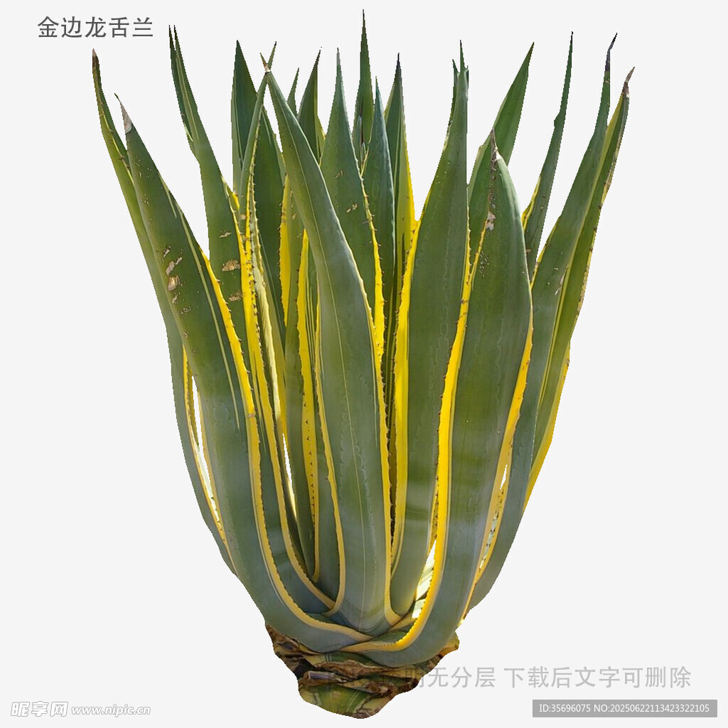 金边龙舌兰植物特写