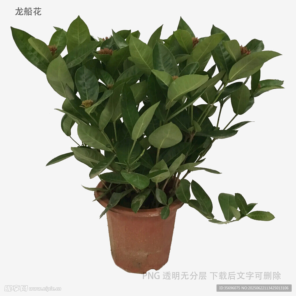 室内绿植盆栽
