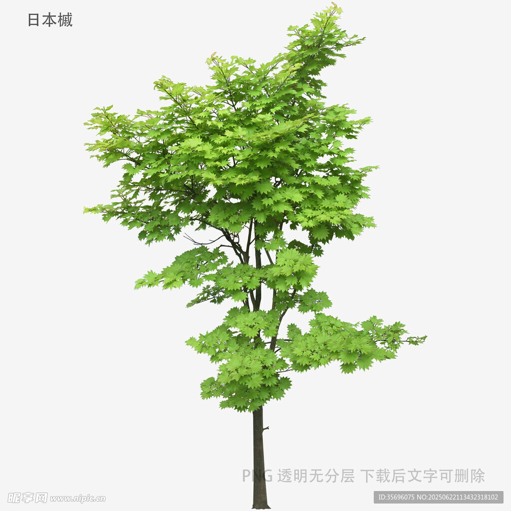 单棵翠绿树木特写
