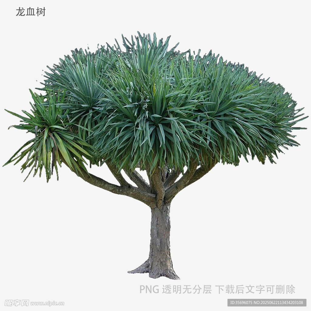 大型绿植龙血树3D模型