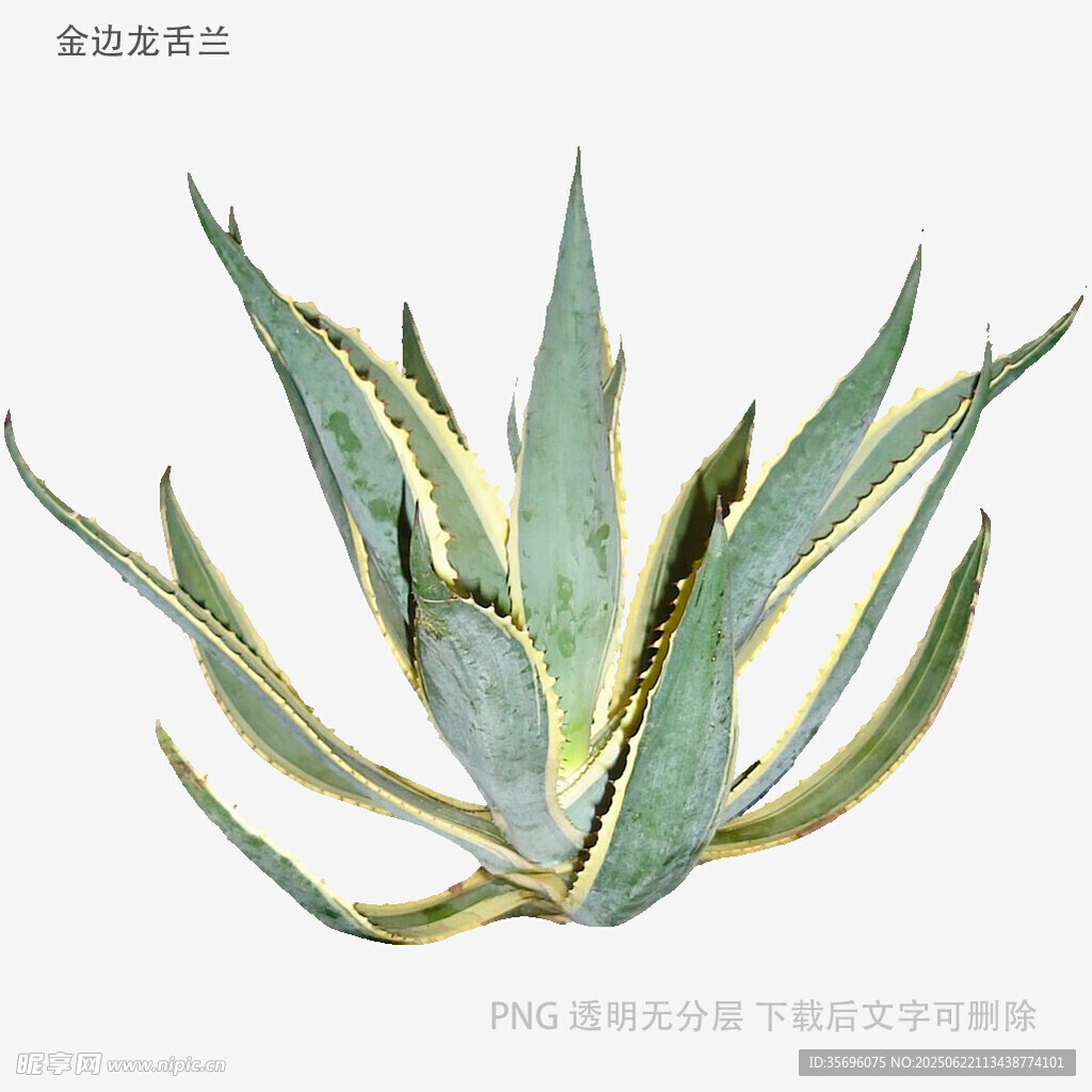 蓝绿色芦荟植物特写