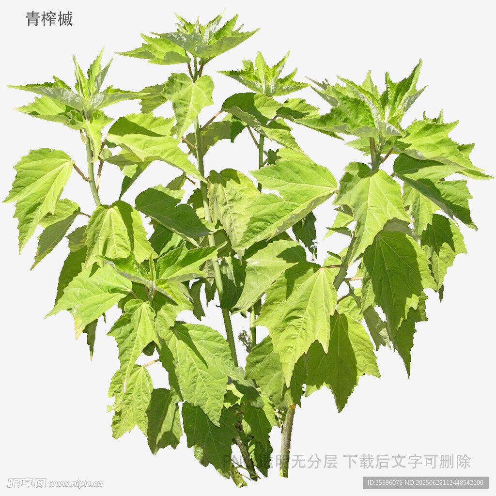 绿色繁茂植物插画
