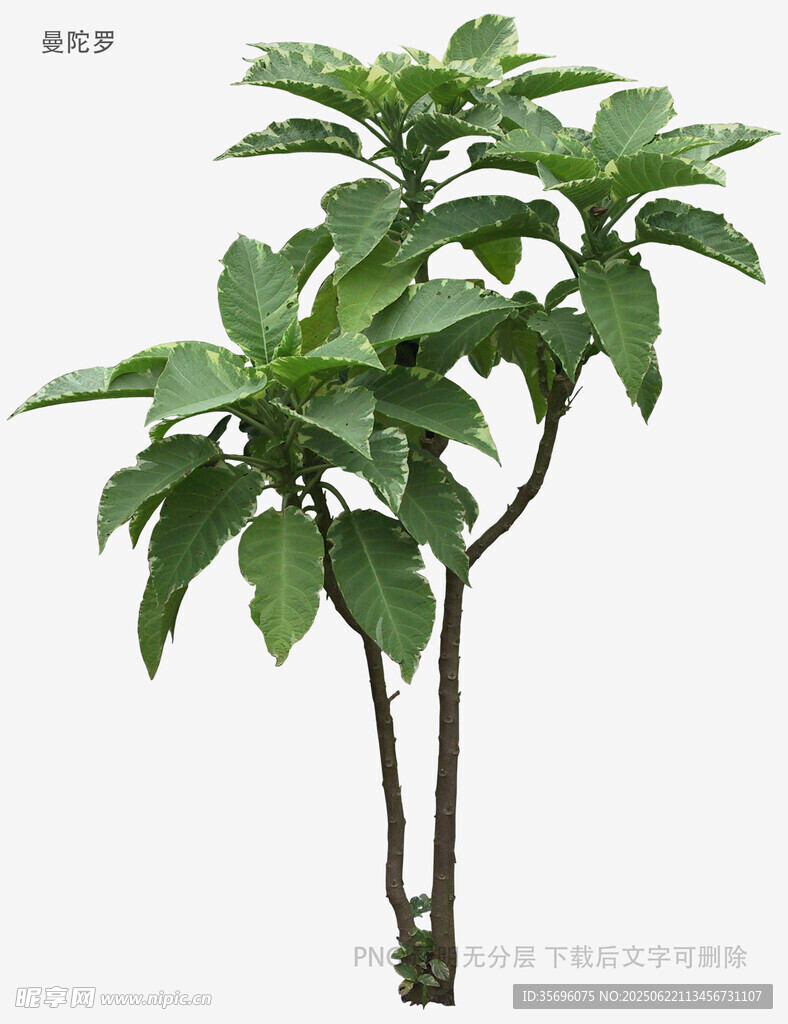 绿叶繁茂的双株植物