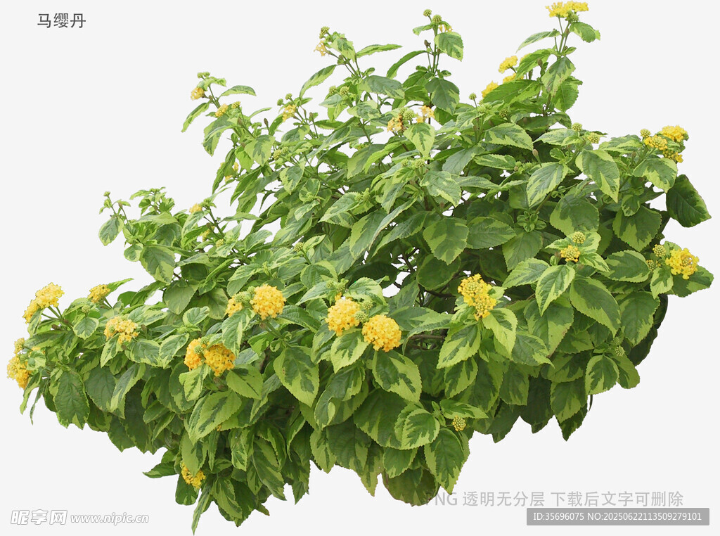 绿叶间绽放的黄色小花