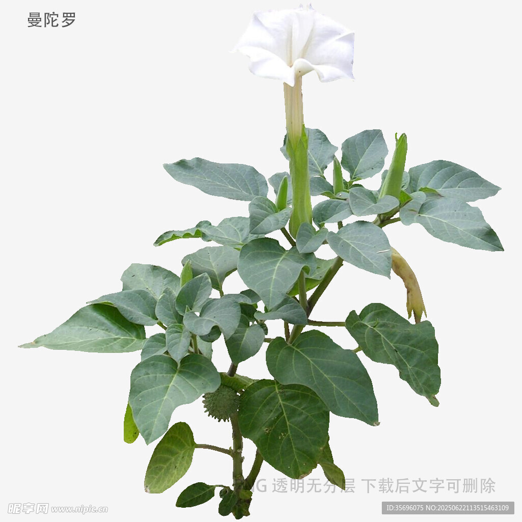 白色牵牛花植株特写