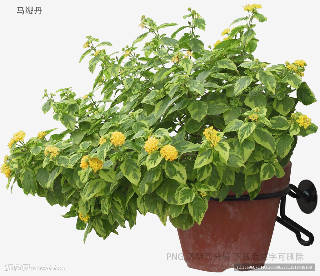 植物