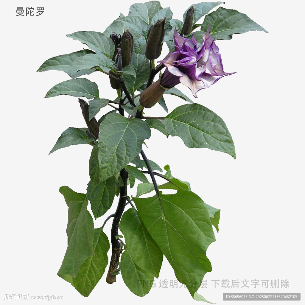 紫色曼陀罗植株特写