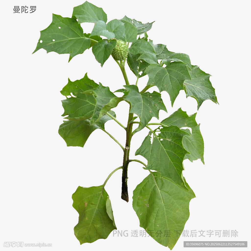 绿色植物植株特写