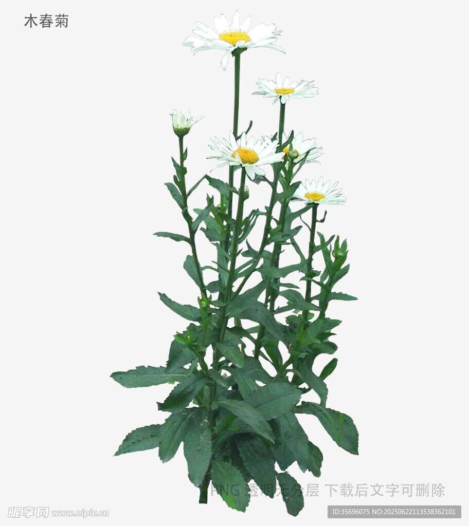 白色雏菊植物特写