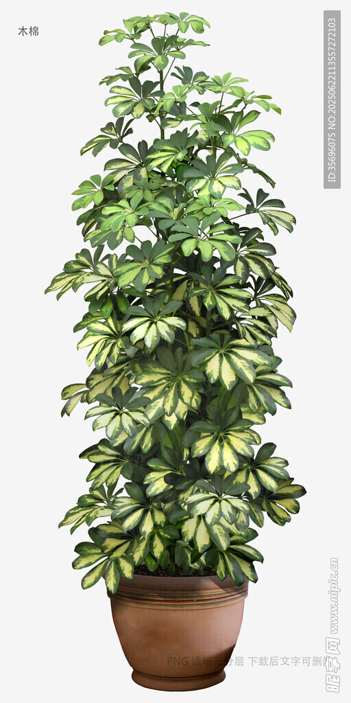 植物