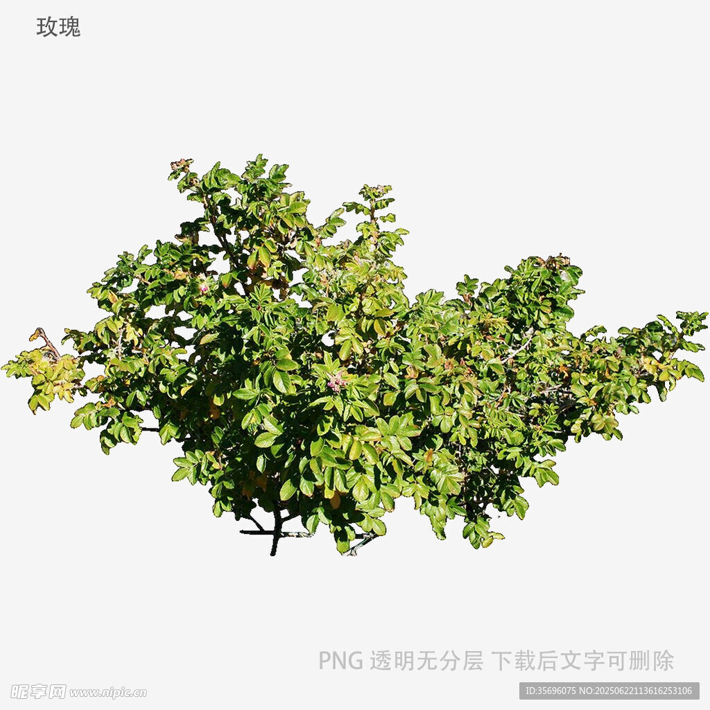 绿叶繁茂的单株树木
