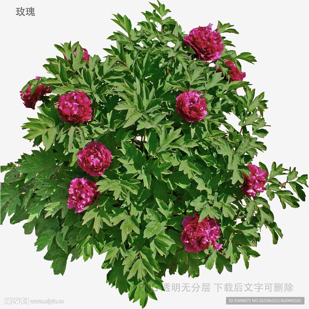 盛开的紫红色花卉植物