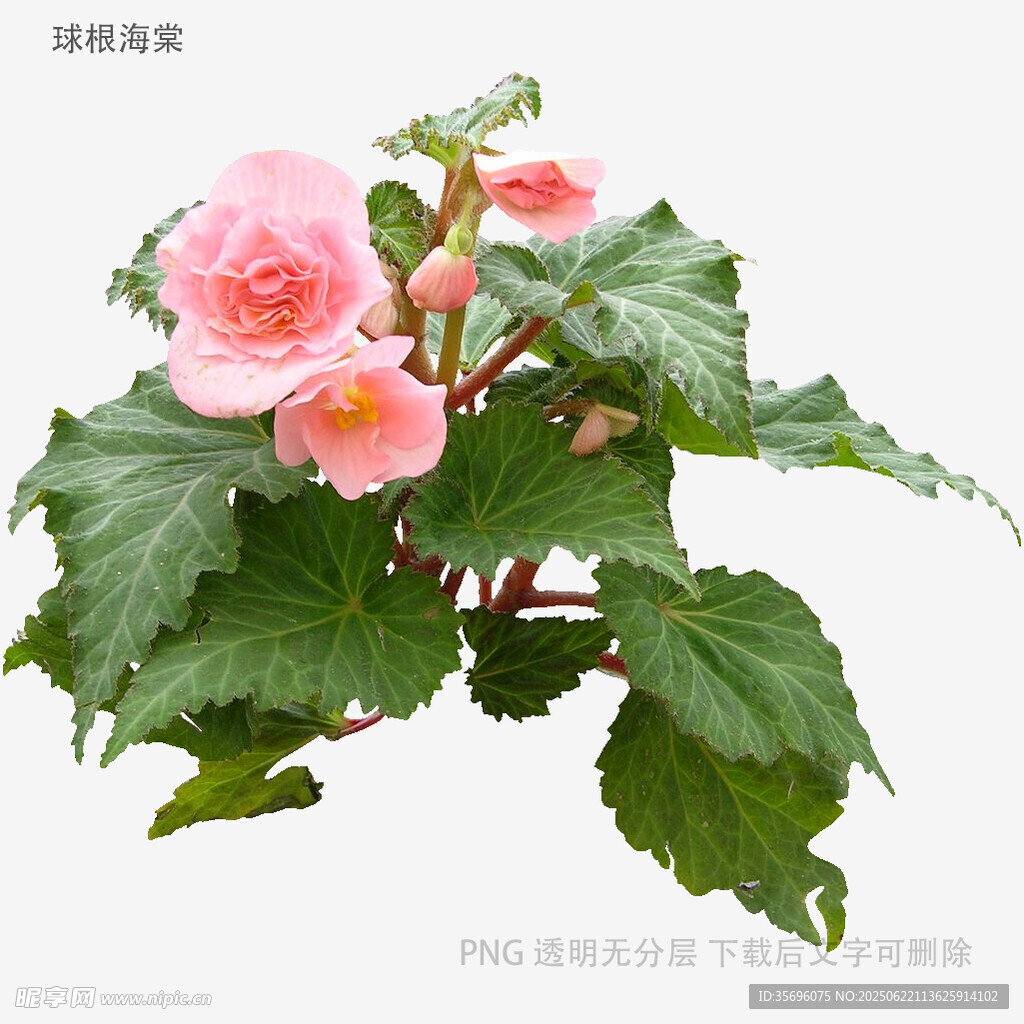 娇艳粉色秋海棠花卉植物