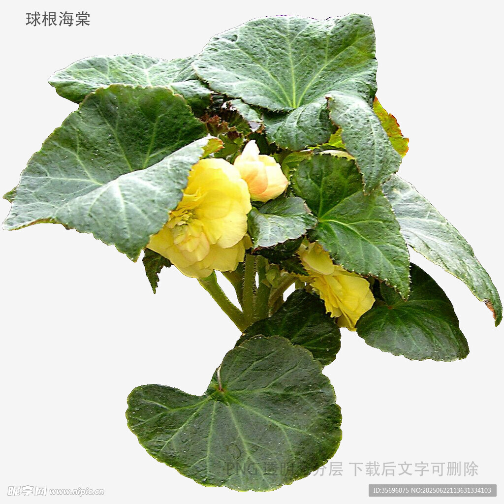 金黄花朵常春藤植物特写