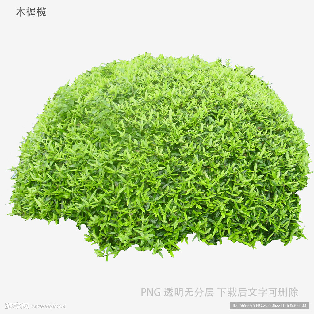 球形绿植灌木