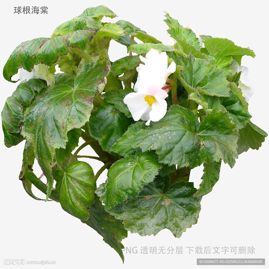 白色花朵的翠绿秋海棠