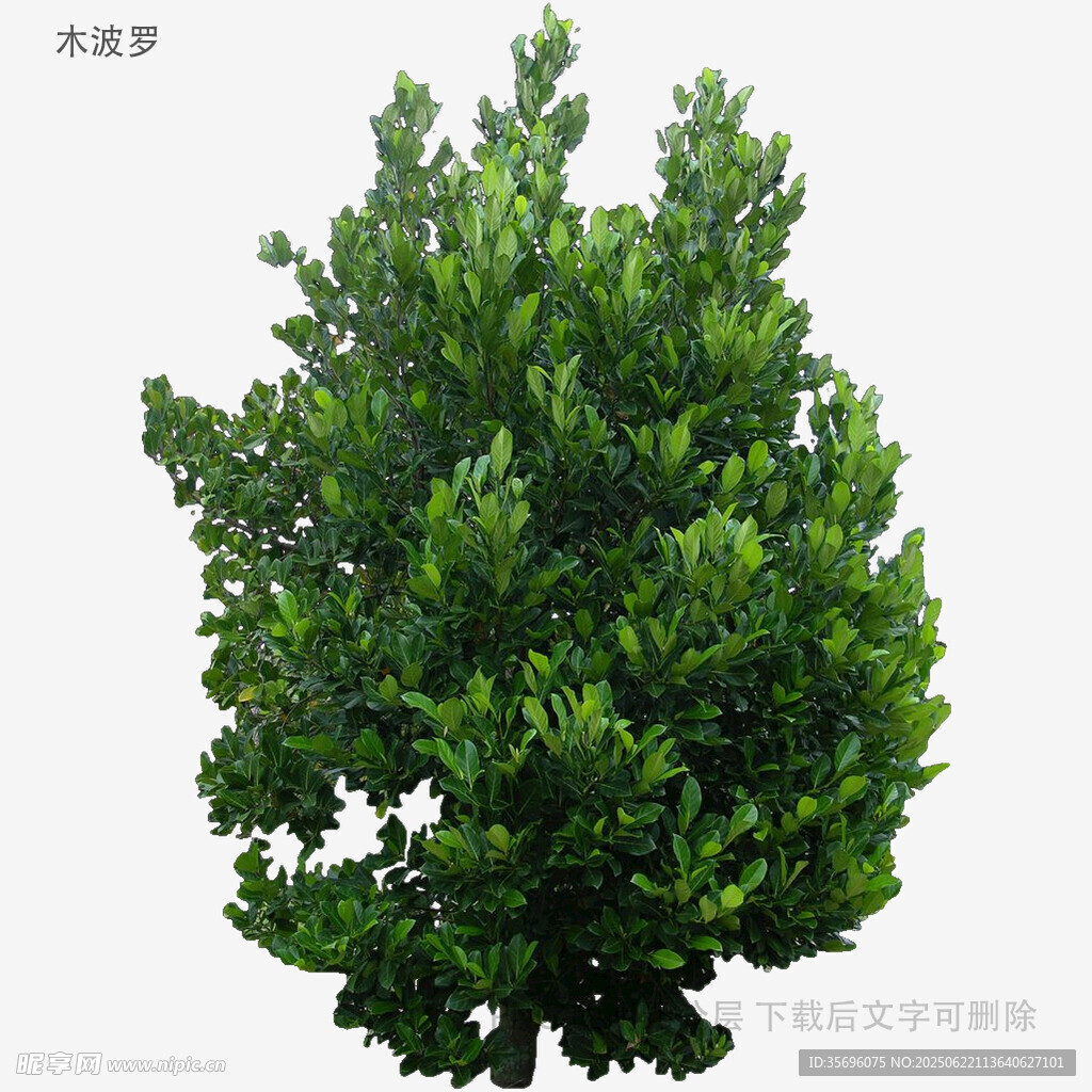 茂盛绿植单棵树