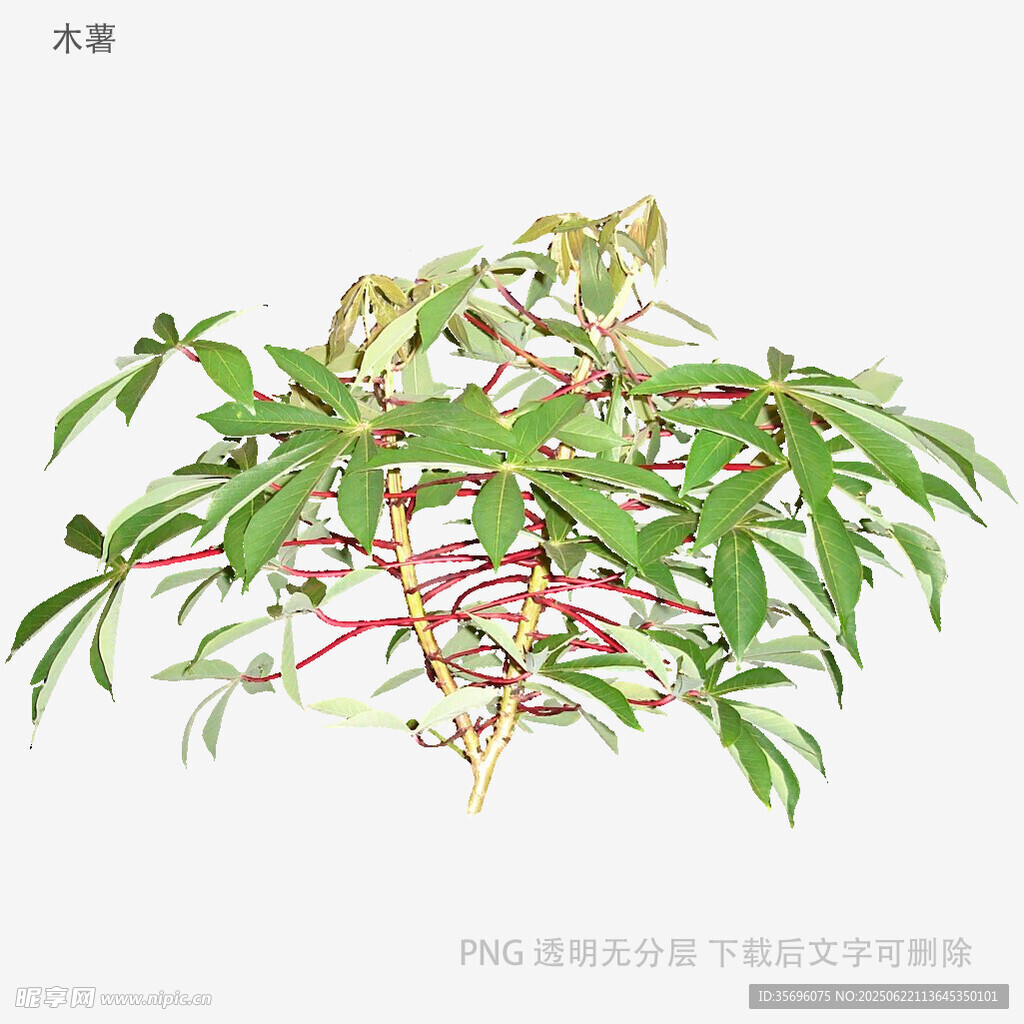 手绘枝叶植物图