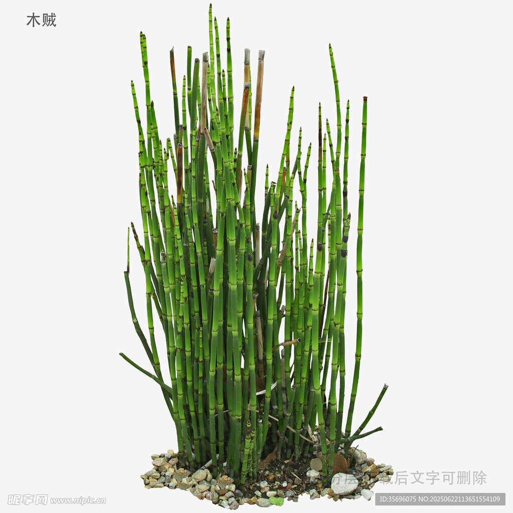 植物