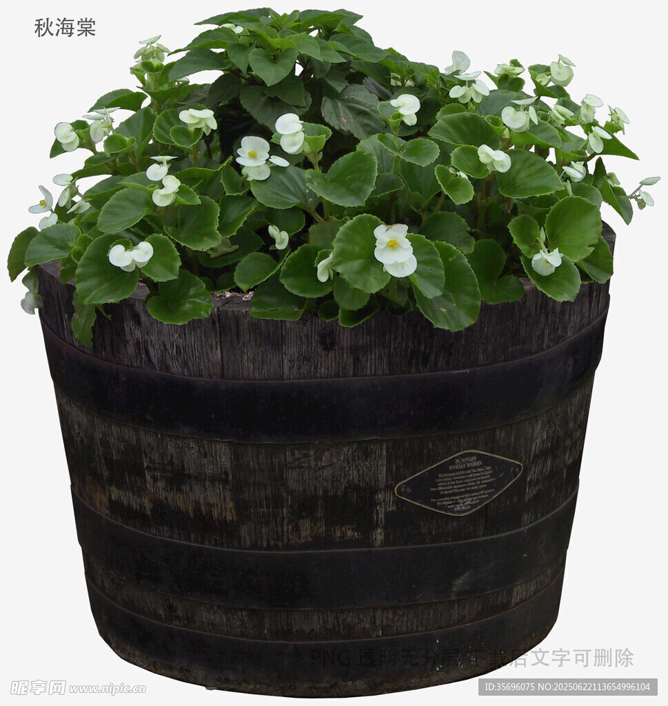 黑色花盆中的白花绿植