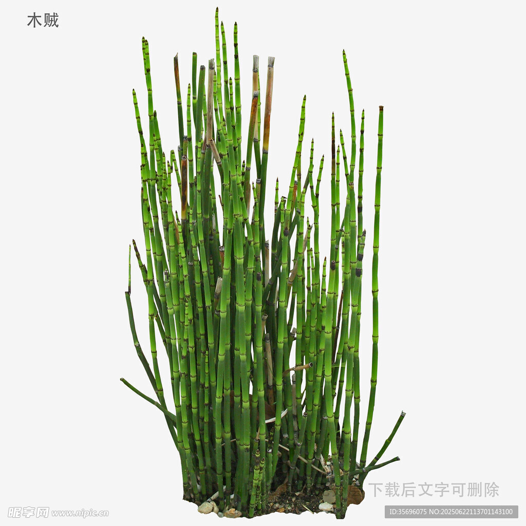 植物