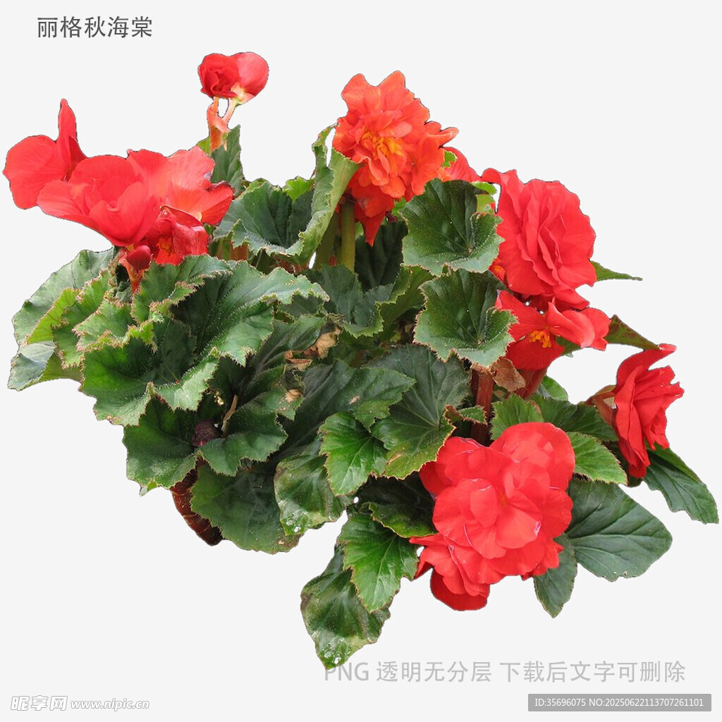 艳丽红色海棠花绽放