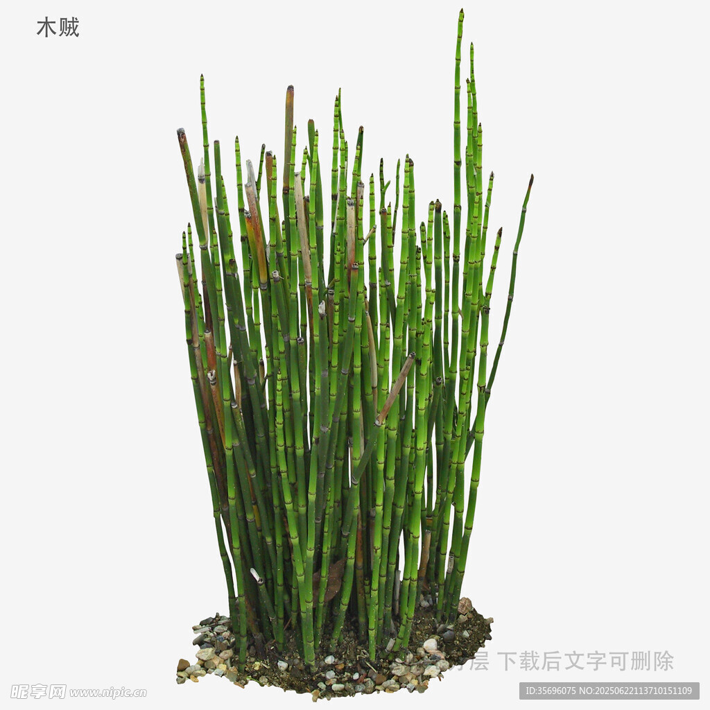 直立细长绿植盆栽